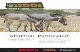 Animal Behavior - Zebra › wp-content › uploads › 2016 › 05 › ... · Zoo or Grevy’s Zebra Trust) that is using animal behavior research to aid either in the care of the