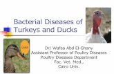 Bacterial Diseases of Turkeys and Ducks - Cairo Universityscholar.cu.edu.eg/.../bacterial_diseases_of_turkeys... · Bacterial diseases of Ducks 1. Rimerella anatipestifer 2. Botulism
