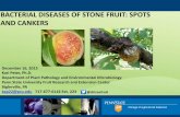 BACTERIAL DISEASES OF STONE FRUIT: SPOTS AND CANKERS · 2017-08-01 · BACTERIAL DISEASES OF STONE FRUIT: SPOTS AND CANKERS December 16, 2015 Kari Peter, Ph.D. Department of Plant