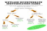 Wetland Invertebrate IDentification Guide€¦ · flying insects, and are eaten by birds and bats. Caddisfly larva Caddisflies eat both plant mate-rial and other aquatic animals,