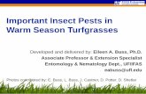 Important Insect Pests in Warm Season Turfgrassesdiscover.pbcgov.org/coextension/horticulture/pdf/commercial/Turf In… · What do you need to know to manage chinch bugs? •1 generation