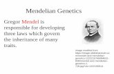 Mendelian Genetics · Recessive - gene or trait that is hidden in a hybrid The recessive trait is represented by a lowercase letter corresponding to the dominant trait. (t) ... Sometimes