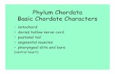 Phylum Chordata Basic Chordate Charactersfaculty.uncfsu.edu/ssalek/Biol130/newCH 18 finalmodified.pdf · Phylum Chordata Basic Chordate Characters • notochord • dorsal hollow