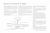 HOW TO PLANT A TREEC1071E1F-C50A-4B8A-B8A2... · arborist should have insurance to cover personal and property damage as well as worker’s compensation. If you hire an uninsured