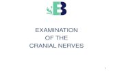 EXAMINATION OF THE CRANIAL NERVES · Cranial nerves 1)(, X, XII - pathologies Tumours, aneurysms, or other external compressive lesions In upper motor neuron lesion the tongue will
