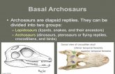 • Archosaurs are diapsid reptiles. They can be …lynnrfuller.com › uploads › 3 › 1 › 3 › 5 › 3135168 › ch14keynote...• Archosaurs are diapsid reptiles. They can