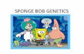 SPONGE BOB GENETICS - Bellefonte Area School District€¦ · SpongeBob’s aunt and uncle, SpongeWilma and SpongeFred, have the biggest long nose in thef amily. Long noses are dominant