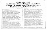Rivers, Ontario and Thorne-Sachigo Little Sachigo Lake Birds of OB Vol3#3... · 2016-06-10 · 87 Birds of Little Sachigo Lake and Thorne-Sachigo Rivers, Ontario by John M.e. Peterson