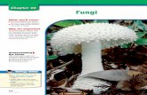 Chapter 20: Fungi - WordPress.com · 2016-10-16 · kingdom. The structure of fungi Although there are a few unicellular types of fungi, such as yeasts, most fungi are multicellular.