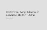 Identification, Biology, & Control of Aboveground …...Foliage Pests •Primarily concerned with protection of foliage on young trees •On mature trees, a few pests are occasionally