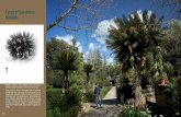 Cycas of San Anton Gardens - CNRcupressus.ipp.cnr.it/cypfire/files/Monumental_Trees_cap10.2.pdf · complement to medical studies, the first botanical garden was established in Pisa