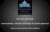 CRUS-SURC - The Foot and Ankle sonoanatomy, …...PowerPoint Presentation Author Roth, Johannes Created Date 2/26/2019 5:09:49 PM ...