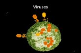 Ch 20 – Viruses, Bacteria and Archaearoystem.weebly.com/uploads/8/5/0/3/85036796/viruses.pdf · 2018-09-04 · •Non-symptomatic for 8-10 yrs, but are infectious ... –Low grade