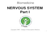 NERVOUS SYSTEM Part I System...The Nervous System • Responds to changes within the internal and external environment for a fast effect. • Works alongside the endocrine system toThe