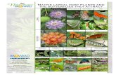 Native larval host plants and the butterflies they attractWhen planning your butterfly garden, don’t just choose plants that provide nectar for the butterflies, also include host