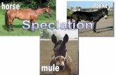 Speciation - Mrs. Nicolella's Nichenicolella.weebly.com/uploads/2/0/5/7/20578058/2015_speciation.pdf · Speciation •Defined: evolution of new species from an existing species •Species: