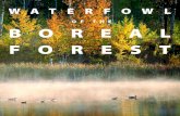 Bird Conservation Regions · 2019-05-07 · North America’s Boreal Forest 1 Boreal Ecoregions of Alaska 1 2 Taiga Cordillera 3 Boreal Cordillera 4 Taiga Plains 5 Boreal Plains 6