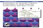 Evaluation of Juvenile Salmon Production in 2016 from the ...Evaluation of Juvenile Salmon Production in 2016 from the Cedar River and Bear Creek 1 The primary study goal of this program