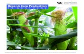 Organic Corn Productionfeed, this increasing demand is one of the driving forces in the organic corn market. While the organic grain production still remains very small when compared