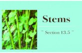 Stems · Plants: Form and Function 519 13.5 (a) monocot Vascular bundles are distributed randomly throughout the stem. (b) dicot Vascular bundles in the stem are arranged in a ring.