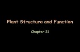 Plant Structure and Function - Weebly...Plant Structure and Function Chapter 21 PLANT CELLS AND TISSUES 21.1 Key Concept •Plants have specialized cells and tissue systems. Plant