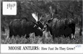 Moose antlers: how fast do they grow? [William Gasaway] · to grow a large set of antlers and to compare the trophy potential for moose in various parts of the state. We are also
