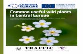 Booklet: Common useful wild plants in Central …...• Flowers have diaphoretic, diuretic and anti-neuralgic effects • Therapeutic preparations may be made directly from the flowers