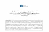 Cellular and Molecular Mechanisms of Novel …diposit.ub.edu/dspace/bitstream/2445/62683/1/Giusi...Cellular and Molecular Mechanisms of Novel Therapies to Ameliorate Liver Sinusoidal