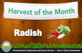 HOM Radish PPT K-2...NUGGET •One cup of sliced radishes only has 19 calories. •Eating plenty of vegetables, like radishes, may help reduce the risk of many diseases, including