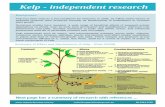 Kelp - independent research 2018-05-27آ  Kelp - independent research Background Kelp has been used as