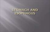 The esophagus is a tubular structure (muscular,€¦ · esophagus is accompanied by the two vagi, branches of the left gastric blood vessels, and lymphatic vessels Fibers from the
