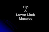 Hip Lower Limb Muscles - Lone Star College System · tensor fasciae latae . Hip Lower Back quadratus lumborum iliacus psoas major . Upper Leg (Anterior) psoas major iliacus quadriceps