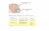 Parvocellular layers (3-6) Magnocellular layers (1 & 2)(3-6) Magnocellular layers (1 & 2) Figure 4.15 The dorsal and ventral streams in the cortex originate with the magno and parvo