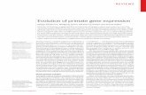 Evolution of primate gene expression€¦ · Human genome evolution Among the ‘major transitions in evolution’ described by John Maynard Smith and Eörs Szathmáry (among which