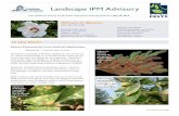 Landscape IPM Advisory - IPM Pest AdvisoriesJul 25, 2013  · Salt Lake City area, and will start hatching in the next several weeks in cooler areas of northern Utah. Treatment: •