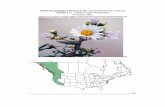 Plant Propagation Protocol for Symphyotrichum chilense ...courses.washington.edu/esrm412/protocols/SYCH4.pdf · grasslands, meadows, salt marshes, coastal dunes and bluffs, coastal