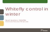 Whitefly control in winter - Canadian Greenhouse Conference · 2016-11-08 · 1. Greenhouse whitefly . Trialeurodes vaporariorum • Naturally occurring in Ontario • Wide host range