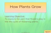 How Plants Grow · 2020-07-03 · Although the flowers of different plants can look very different, they have the same parts. Flowers contain both male and female reproductive parts.