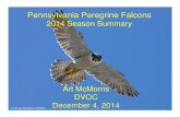 Pennsylvania Peregrine Falcons · 2014-12-06 · Pennsylvania Peregrine Falcons 2014 Season Summary Art McMorris DVOC December 4, 2014. Extirpated from eastern North America by DDT