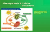 Photosynthesis & Respiration - Plainview€¦ · photosynthesis cellular respiration fermentation energy source light glucose glucose cell part chloroplast mitochondria cytoplasm