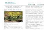 Plant guide for tapertip hawksbeard (Crepis … · Web view2009. Optimal seeding depth of five forb species from the Great Basin. Native Plants Journal. 10: 32-42. St. John, L. 2001.