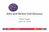 Zika and Sickle Cell Disease · Dengue Yellow Fever West Nile Japanese Encephaliti s Zika Reported with Sickle Cell? Yes No No No Yes Fatalities Worse For SCD? 125 vs 4.1/ 1000 SC