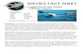 Loggerhead Sea Turtle Final[1]faculty.fiu.edu/~heithaus/SBERP/pdfs/species/loggerheadsfs.pdf · Identification: Loggerhead sea turtles are one of the largest hard shelled sea turtles