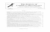 THE J OURNAL OF CARIBBEAN ORNITHOLOGYufdcimages.uflib.ufl.edu/UF/00/10/01/42/00003/JCO 18(1) 2005.pdfthe journal of caribbean ornithology the j ournal of the s ociety for the c onservation