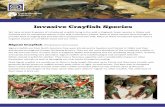 Invasive Crayfish Species · The Marbled crayfish is capable of breeding when only females are present, by parthenogenesis (asexual reproduction). They are also crayfish plague carriers