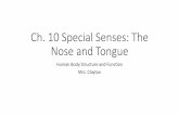 Ch. 10 Special Senses: The · Special Senses: The Tongue •All taste buds can detect all five sensations (umami, sweet, salty, sour, and bitter) •Four of these help the body meet