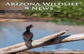 Arizona Wildlife News · 2019-10-29 · WINTER 2017/2018 VOLUME 59 * ISSUE 4 ARIZONA WILDLIFE NEWS 3 President’s Corner By Brad Powell A nother year has ended. It’s an old cliché