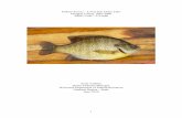 Fishery Survey – Lower Eau Claire Lake · Figure 5. Young of the year walleye relative abundance determined by fall electrofishing in Lower Eau Claire Lake, Douglas County, Wisconsin.