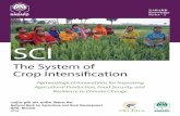 Crop Intensi˜cationsri.ciifad.cornell.edu/aboutsri/othercrops/SCImonograph_SRIRice2016.pdfThe National Bank for Agriculture & Rural Development (NABARD) is India’s apex development