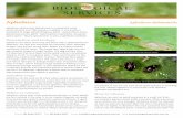 Aphelinus abdominalis information sheet - Biological Services · 2015-06-30 · Suitable crops Aphelinus can be used on all crops where aphids are present. It is primarily used in